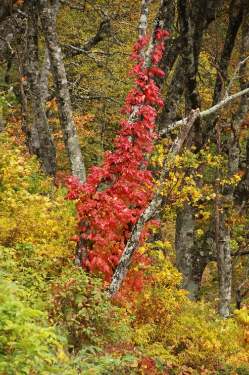 b0369971_18353597.jpg