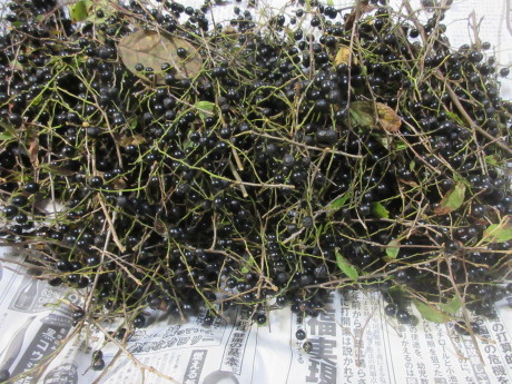 a0203003_22352947.jpg
