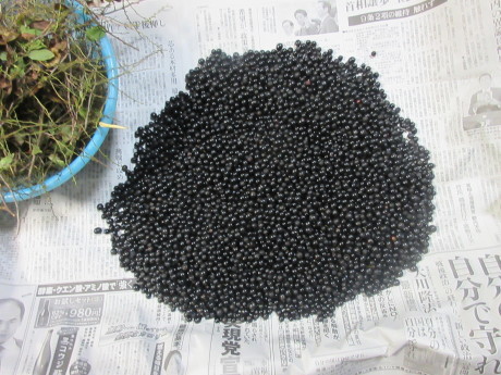a0203003_22391470.jpg