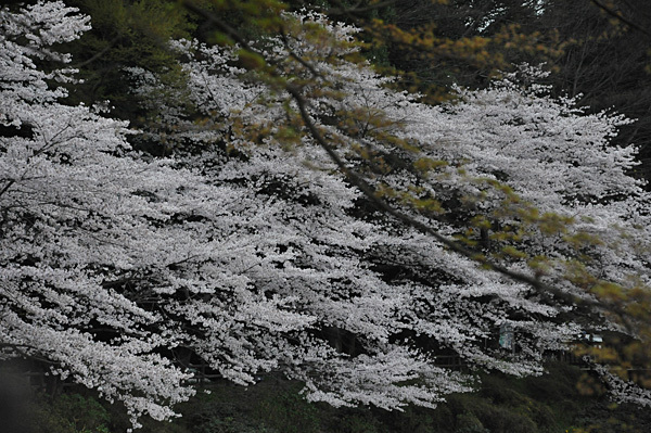 a0278809_10510214.jpg