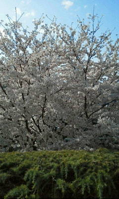 c0074721_14055693.jpg