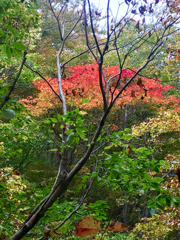c0225536_12554785.jpg
