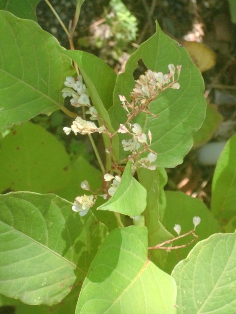 f0329849_18093138.jpg
