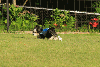 c0145250_16514271.gif