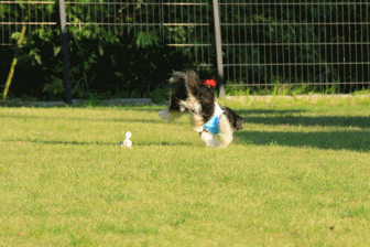 c0145250_16515946.gif