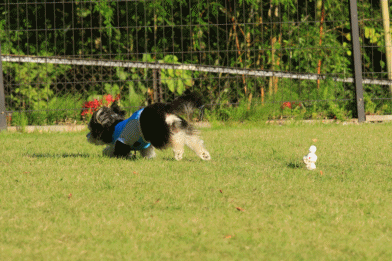 c0145250_16522351.gif