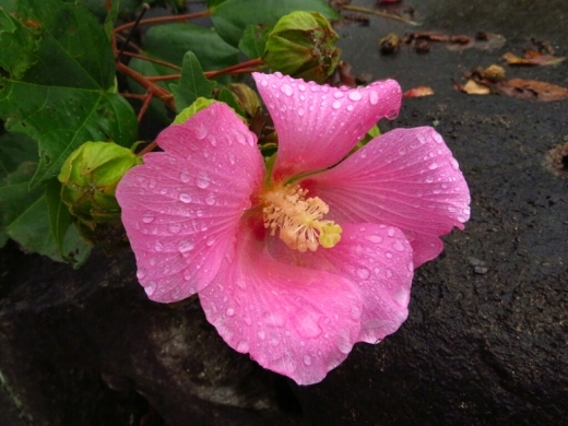 a0018655_13470271.jpg