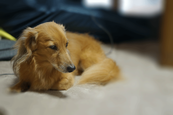 b0290297_15415106.gif