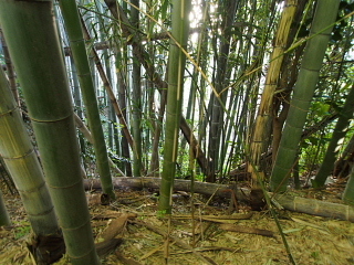 c0039501_17101069.jpg