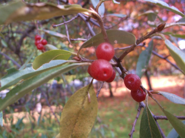 c0006745_06590512.jpg