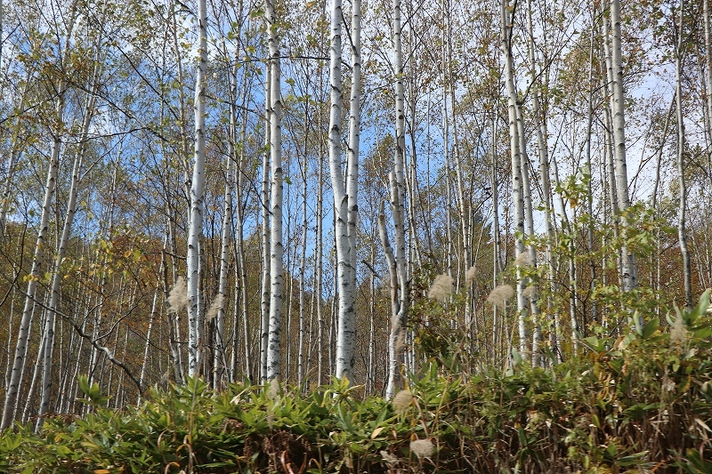 b0250154_19534893.jpg