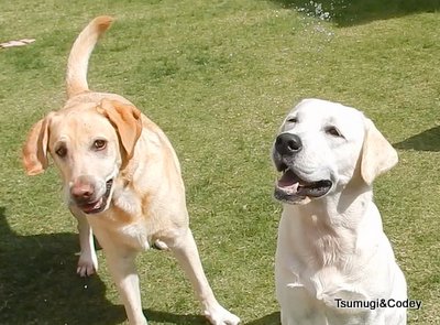 にほんブログ村 犬ブログ ラブラドールへ