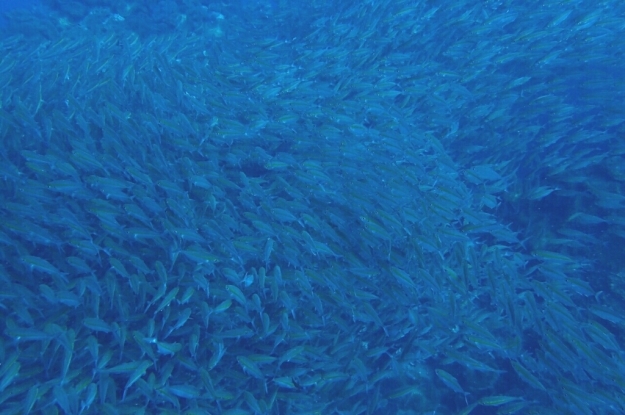 c0039073_15334636.jpg