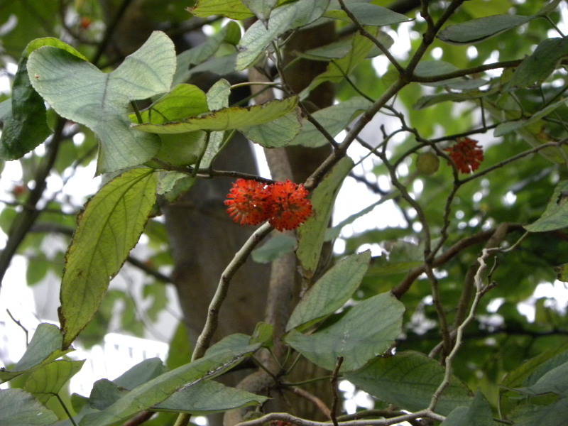 c0162773_15204863.jpg