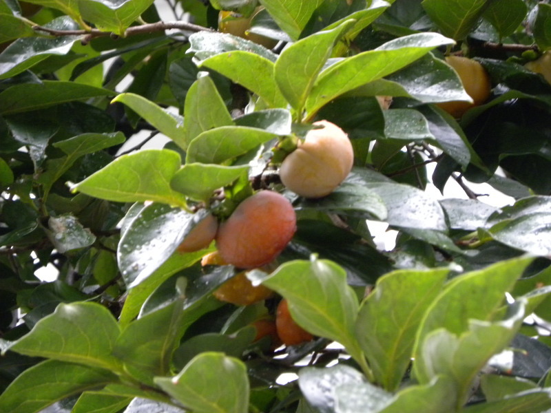 c0162773_15212820.jpg