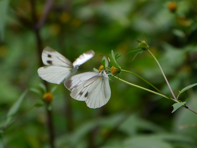 d0088184_21385888.jpg