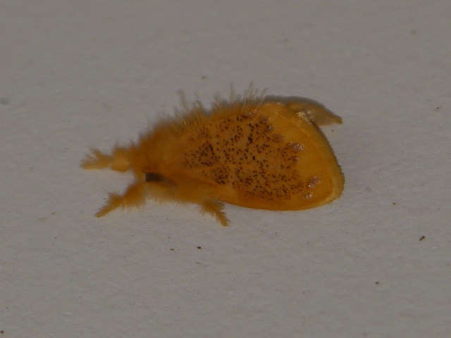 d0088184_21401221.jpg