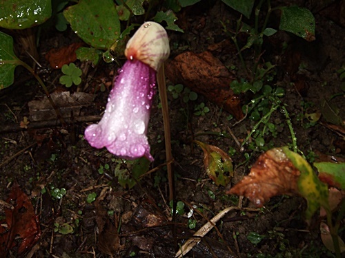 e0086885_13484369.jpg