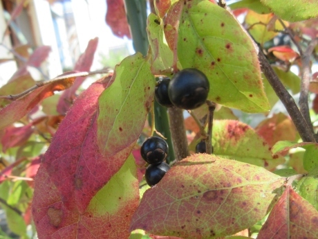 a0203003_20422426.jpg
