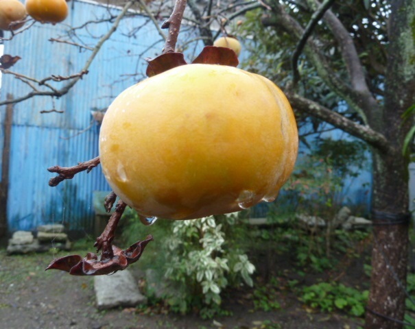 e0278968_22075869.jpg