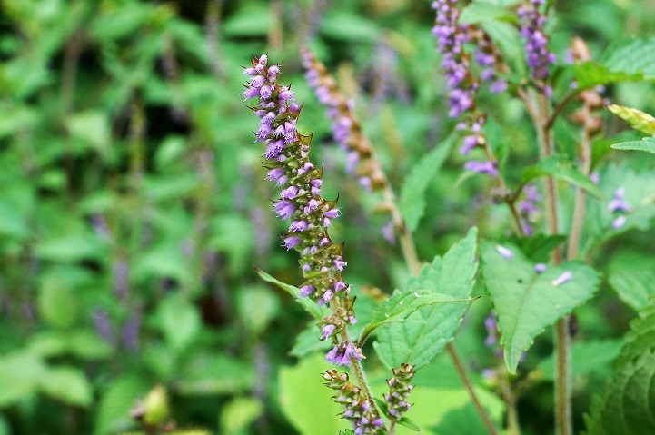 c0248473_19135555.jpg