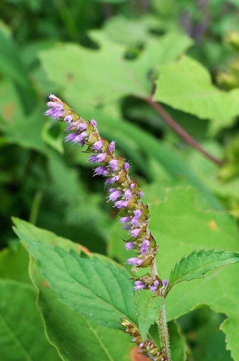 c0248473_19141028.jpg