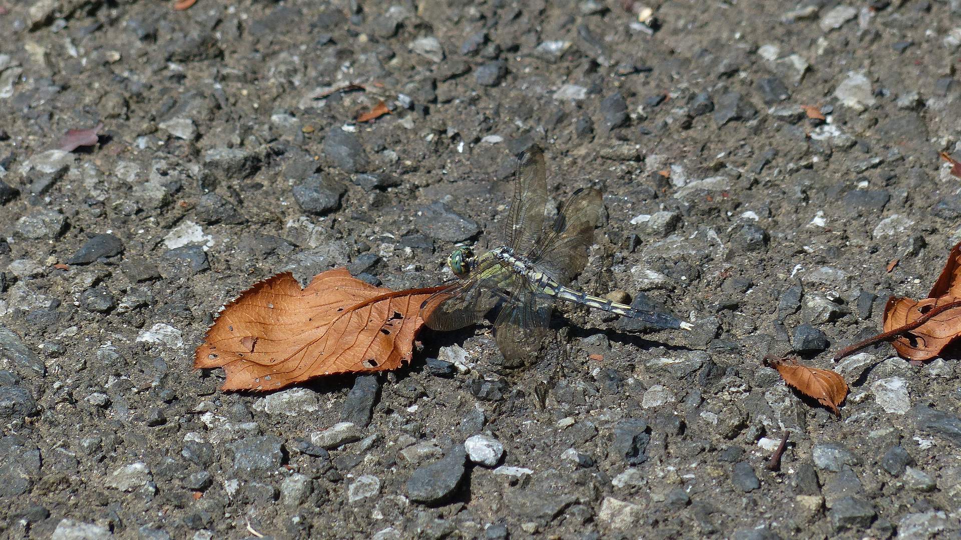 a0185081_01540884.jpg