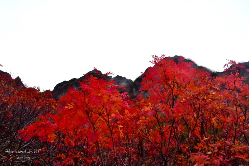 Moutain in autumnal colors 2 - Sauntering　