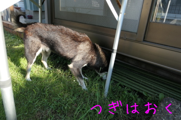 f0369014_11421073.jpg