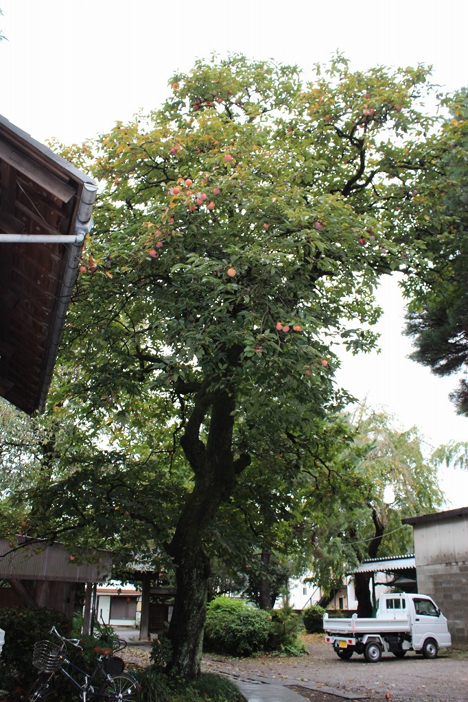 a0209630_19023238.jpg