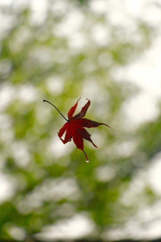 a0248459_13490150.jpg
