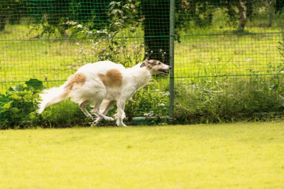 c0260264_18271446.gif