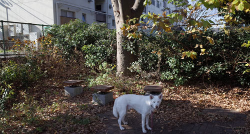 a0117039_01052505.jpg
