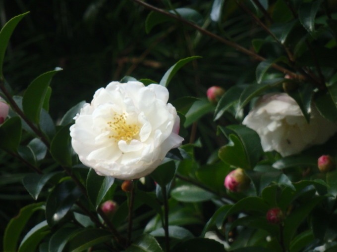 a0054240_2059261.jpg