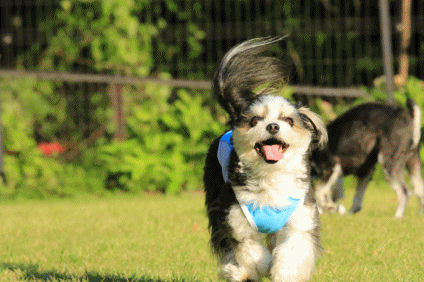 c0145250_11024291.gif