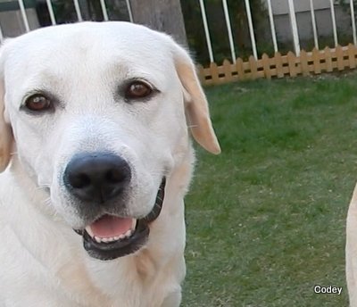 にほんブログ村 犬ブログ ラブラドールへ