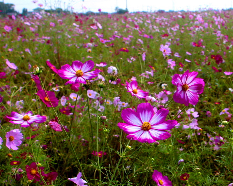 c0305565_18033923.jpg