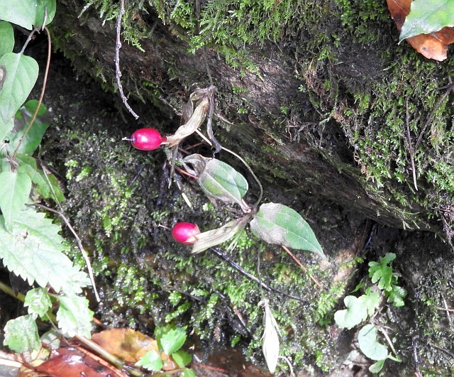 f0378979_05455321.jpg