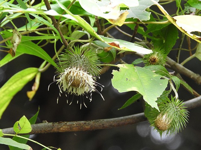 f0378979_05515534.jpg