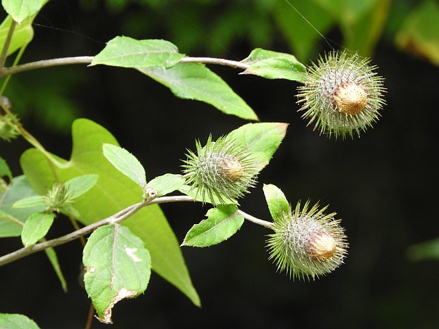 f0378979_05521057.jpg