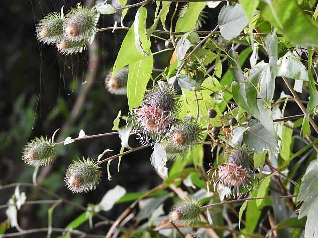 f0378979_05522231.jpg