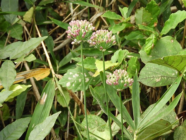 f0378979_05545168.jpg