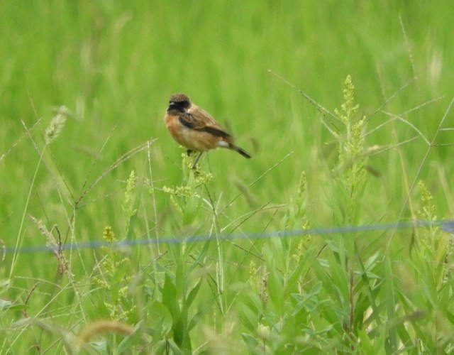 f0378979_19315462.jpg