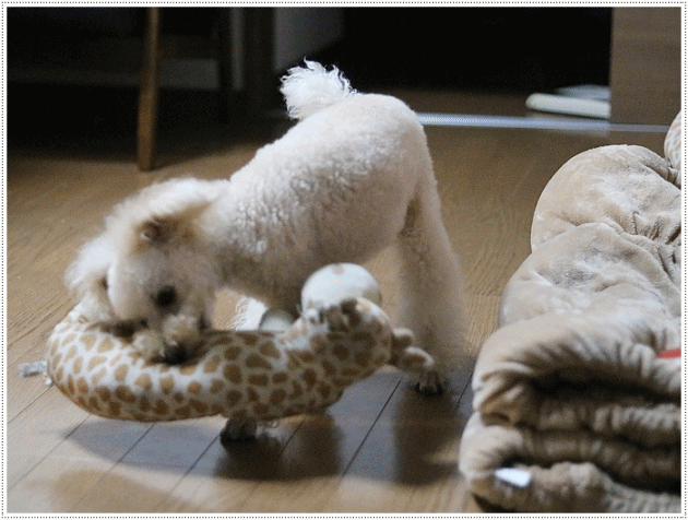 b0175688_23343851.gif