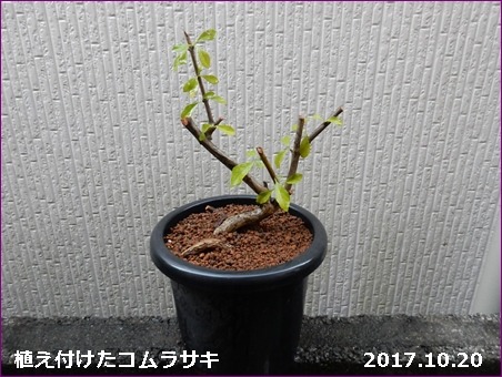 e0033229_18392936.jpg