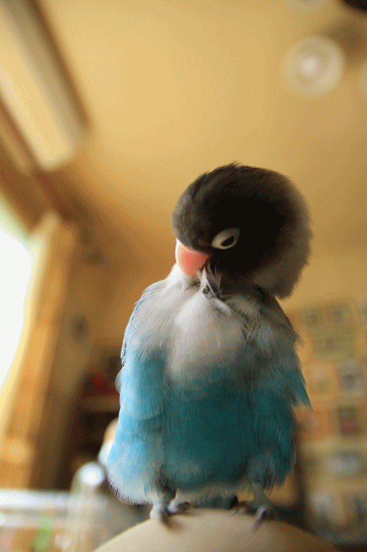 c0145250_09545934.gif