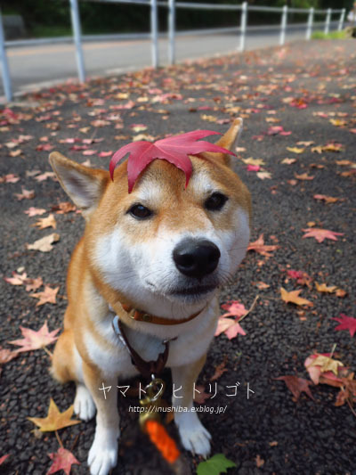 秋一番【フォトムービーあり】 - yamatoのひとりごと