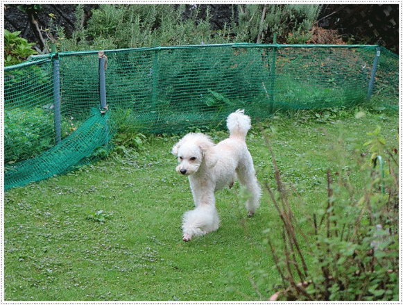 b0175688_20135992.gif