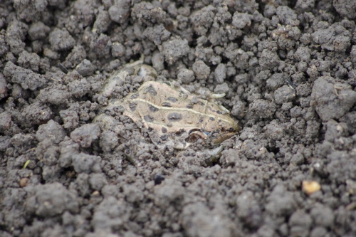 c0337494_16054239.jpg