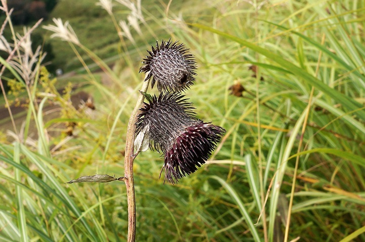 c0248473_19302642.jpg